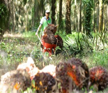 Kelapa sawit jadi pendorong utama kenaikan NTPR di Riau (foto/int)